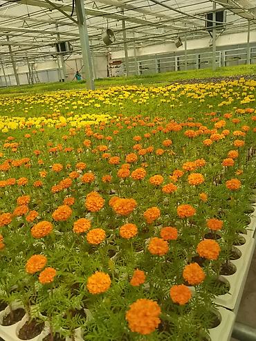 flowers: Рассада однолетних декоративных культур из теплицы - Бархатцы — 1