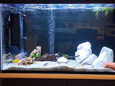 ocean filter: Akvarium-şkaf, Balıqlarla birlikdə, 230 l — 1