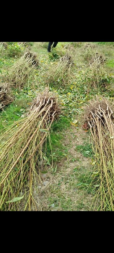 Tinglər: Məhsul: Şaftalı və nektarin tingləri, həmçinin məhsul nümunələri - — 6