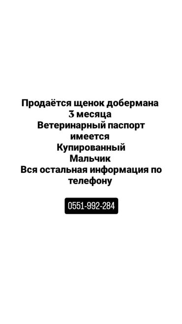 алабай сатылат: Доберман, 4 месяца, Самец, С прививкой