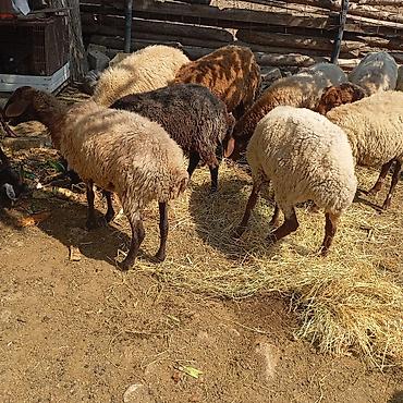 qara avstraloq: Qoyun və keçi sürüsü satılır - Növ: yerli ətlik-yunlu qoyunlar və — 4