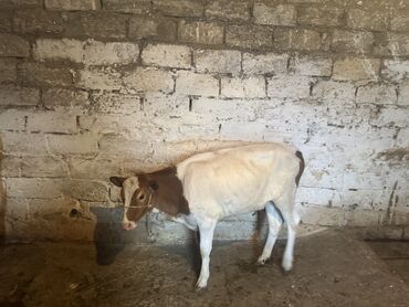 simental inekler: Dana, buzov, Dişi, Simental, ay: 5, Damazlıq, Ətlik