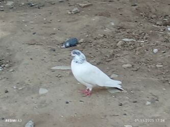 домик для кошек: Ağ göyərçin di başinin uddu qara çil 50qzn di palıddan döydü nömrə