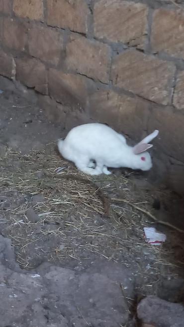 karlik dovsan: Ağ albinos dovşan - Rəng: tam ağ tüklü, açıq çəhrayı–qırmızı gözlü - — 2