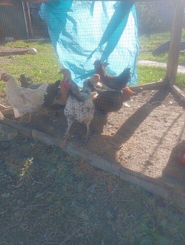 на ферме есть куры козлы и коровы: Сатам | Тооктор | Үй | Жумуртка туудуруу үчүн