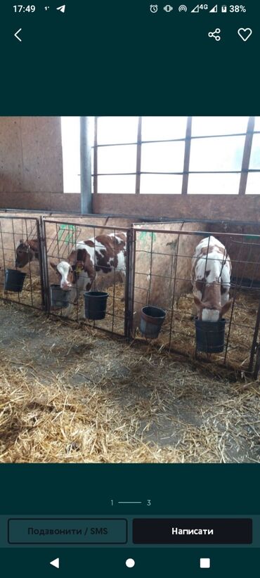 Үй жаныбарлары: Продаём телят(бычков) породы симентал, средним весом 70кг, на откорм