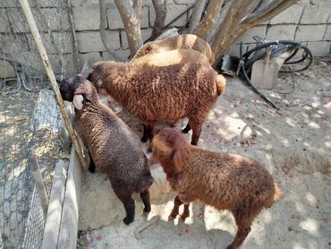 cins inekler: Quzu, Dişi, ay: 1, 10 kq, Damazlıq, Ünvandan götürmə