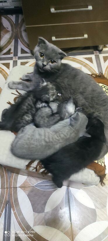 Pişiklər: Şotland, Erkək, Dişi — 1