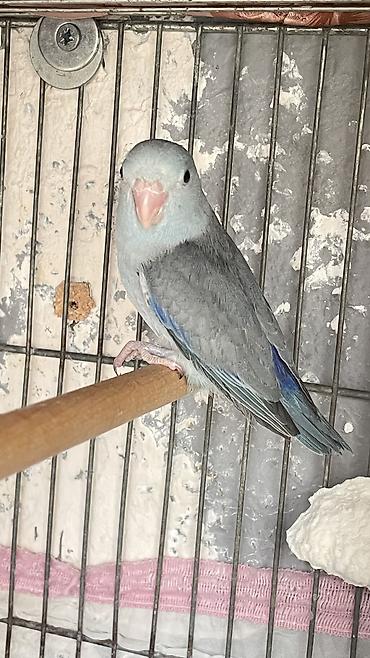 ördək balası və cücə: Nadir rəngli cücələr – əl öyrəşdirilən papuqay balaları - Növ: kiçik — 1