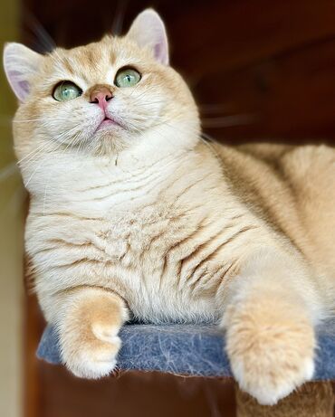 кот шатланский: Продается в Разведение золотой котик в шикарном типе полый пакет