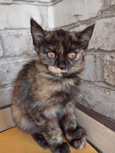 переноска животных: 3 айлык, Ургаачы, Курттардан тазаланган