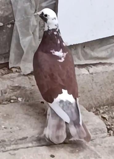 ucuz goyərcinlər: 18 tük ağbaş ağ qanad maya satılır. Tutulma quşdu. Sağlam heyvandı — 2