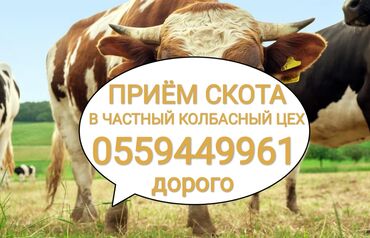 продам индоуток: Куплю | Коровы, быки, Свиньи, Другие с/х животные | Круглосуточно, Любое состояние, Забитый