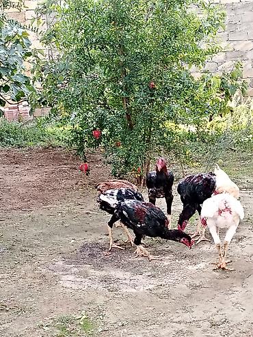 Kənd təsərrüfatı quşları: Toyuq, Damazlıq — 5