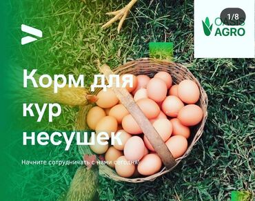 куплю домашних курей: Корма, Жем, комбикорм "Оазис Агро" На данный момент это лучший корм