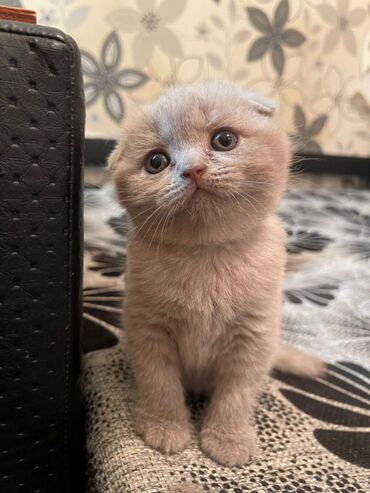 йоркширский терьер цена в баку: Шотладская вислоухая, Самец, Самка, Самовывоз