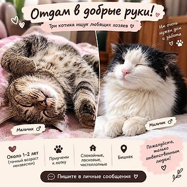 отдам животных в хорошие руки: 🐱 Отдам трёх котиков в добрые и заботливые руки! Ищу любящих хозяев — 1
