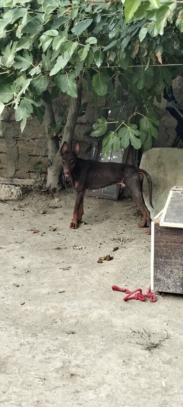 doberman qiyməti: Doberman, 1 il, Erkek