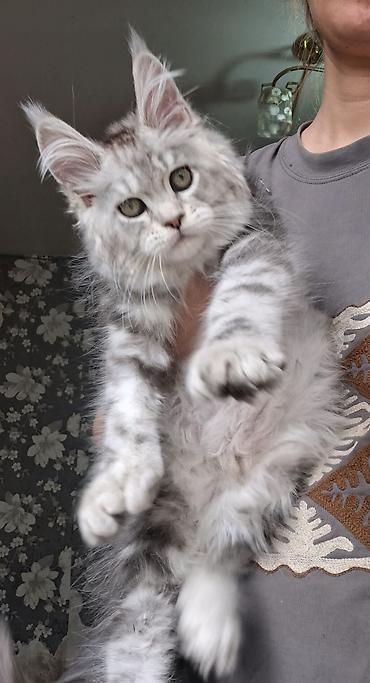 Продажа кошек: Породистый котёнок мейн-кун, окрас серебристый мрамор (silver tabby) — 8
