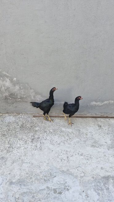 Toyuqlar: Toyuq, Damazlıq — 10