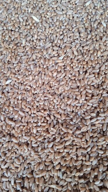 Зерновые культуры: Семена и саженцы Пшеницы