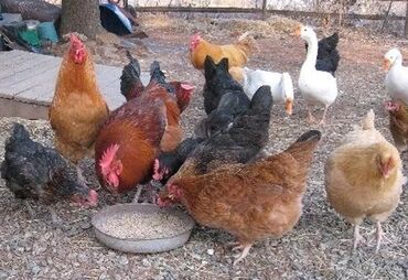 Куры, петухи: Продаю | Куры, Петух, Цыплята | Домашняя | На забой, Для разведения, Несушки — 12