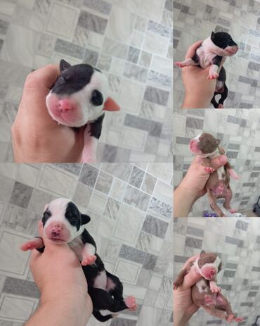 İtlər: Pitbul, 1 ay, Dişi