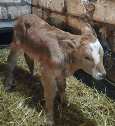 Dana, buzov: Sağlam Erkek ve Dişi Buzovlar — 2