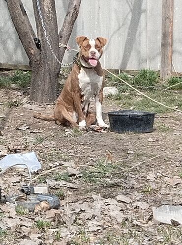 Собаки: Срочно Продается кубинский Питбуль сучка возрост почти 2 год скоро