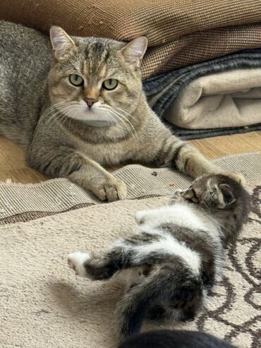 сколько стоит котенок вислоухий шотландец: Вязка: Скотиш Страйт (Шотландская прямоухая), Мальчик, 2 года, Золотая шиншилла