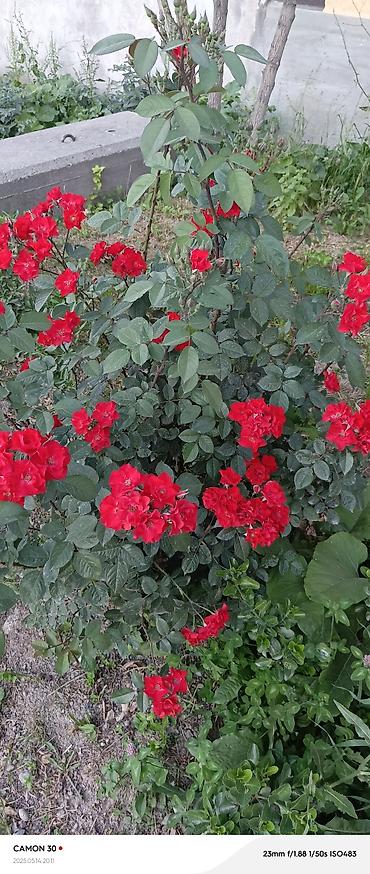 Другие садовые цветы и кустарники: САЖЕНЦЫ многолетников самшита (разные сорта) кустарников магнолии at lalafo.kg — 23 Другие садовые цветы и кустарники: САЖЕНЦЫ многолетников самшита (разные сорта) кустарников магнолии — 23