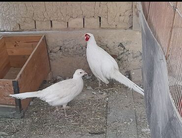 квартира джалал абад купить: Куплю белого самца фазана