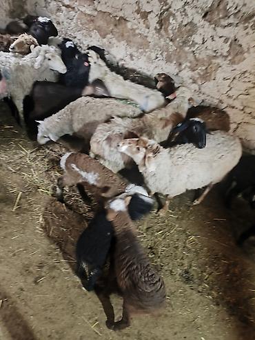 Баран, овца: Продаю | Ягненок | Для разведения | Матка — 5