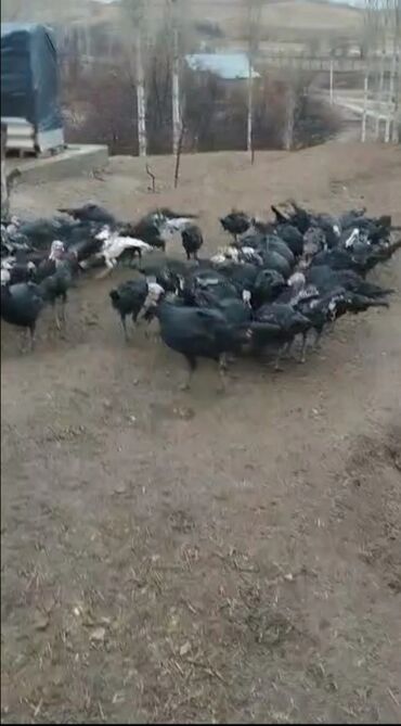 Индюки: Продаю | Индюшка (самка) | Северокавказская | Для разведения | Племенные at lalafo.kg — 11 Индюки: Продаю | Индюшка (самка) | Северокавказская | Для разведения | Племенные — 11