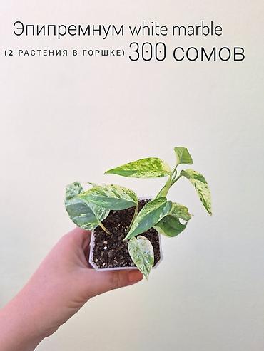 Другие комнатные растения: ~Комнатные растения/цветы (детки/молодые растения/взрослые — 15
