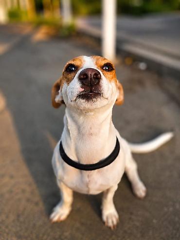 ucuz itlerin satisi: 🐶 TƏCİLİ! Safqan Cek Rassel yeni ailəsini axtarır! ❤️ Çox sevdiyimiz — 1