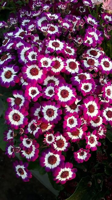 Otaq bitkiləri: 🌹Senaria gülü topdan ve perakende satışı. 💳SAY çox olsa endirim — 6