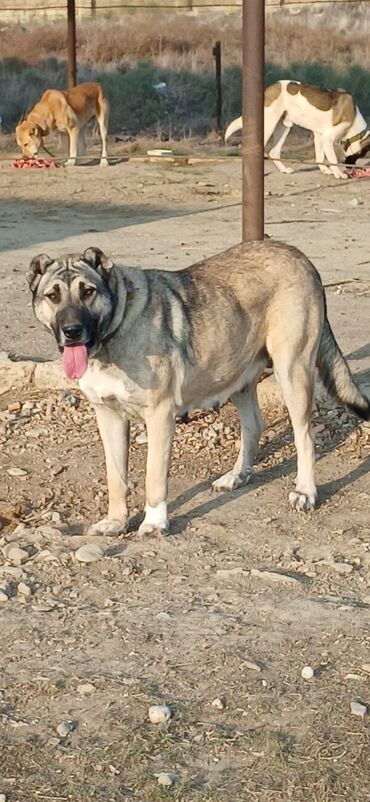 İtlər: Kanqal, 2 il, Dişi, Peyvəndli, Ödənişli çatdırılma — 7