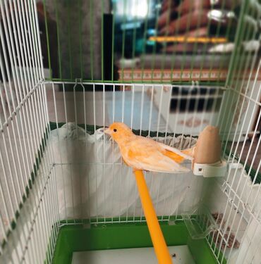 itlerin satisi bakida: Kanareyka -bülbül oxuyur ! Təbii portağal rəngdir Sağlamdir Real alıcı