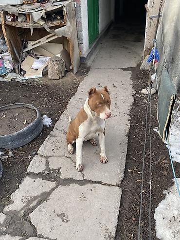 Продажа собак: Питбуль, 8 месяцев, Самка, С прививкой — 4