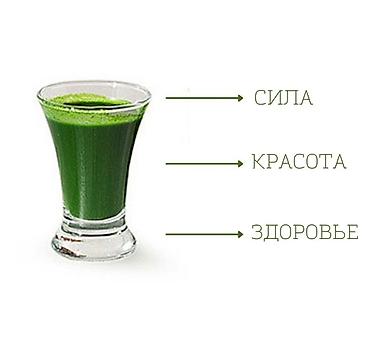 сок ростков пшеницы: Витграсс Сок из ростков пшеницы 100 процентов (wheatgrass) витграс — 8