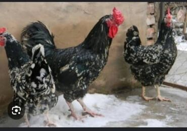 суточные цыплята бишкек: Инкубационное яйцо черно-пестрого Австралорпа. Цыплята чёрно -