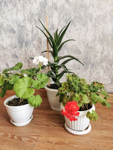 Otaq bitkiləri: Üçü birlikdə qabla bir yerdə satılır. Qulluq qaydası haqqında məlumat