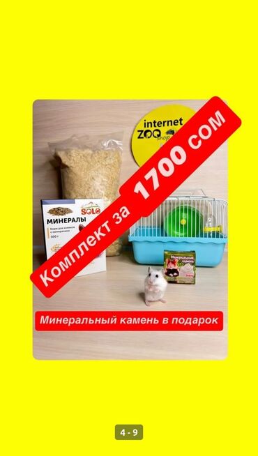 колесо для хомяков: Комплект с хомячком .Соберём для вас подарочный комплект с хомячком