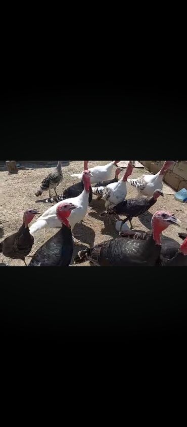 K/t heyvanları üçün mallar: Məhsul: Hinduşka sürüsü Təsvir: - Şəkillərdə müxtəlif rənglərdə (ağ