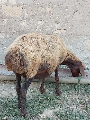 jersey cinsi: Boğaz qoyun 4ayna yetrə yetirdi hər il əkiz doğur — 1