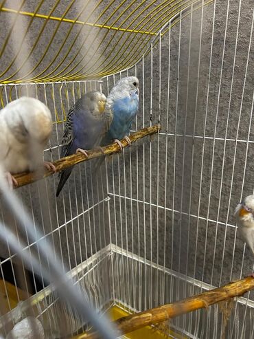 quş yuvalari: Məhsul: Dalmatin və klassik rəng çeşidlərində dalğıç-budaqli dalğalı