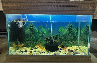 аквариум купить: Dördbucaq akvarium, Balıqlarla birlikdə, 80 l