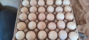 цыпл: Продаю | Инкубационные яйца | Полубрама | На забой, Для разведения, Несушки — 1