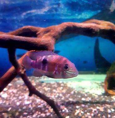 akvarium baliqlari qiymeti: Cixlid balığı, Yırtıcı — 7